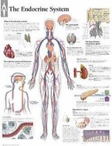 Endocrine System Paper Poster