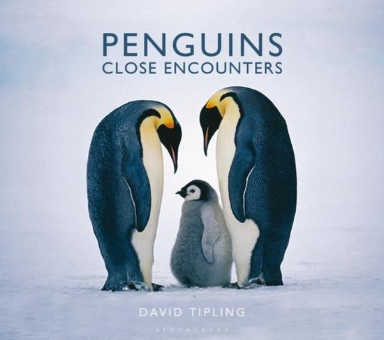 Penguins - cover