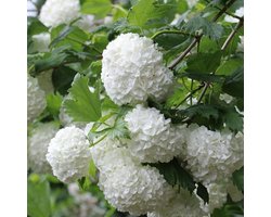 Viburnum Opulus - Gelderse roos 40-60 cm in pot