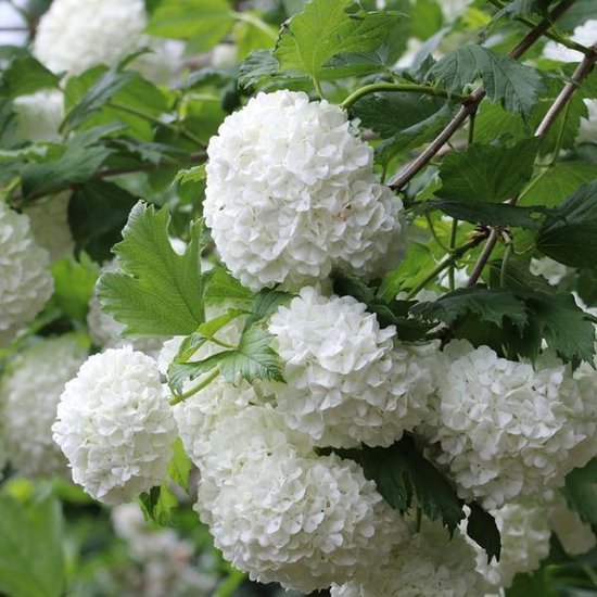 Viburnum Opulus - Viorne obier 40-60 cm pot