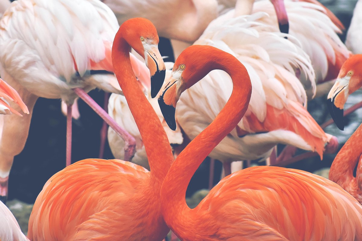 CANVASDOEK FLAMINGO | Wanddecoratie | 60 CM x 40 CM | Schilderij | Foto op canvas | Aan de muur | Dieren | Natuur
