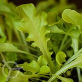 Eikenbladsla zaden biologisch (Lactuca sativa) 0.1 g