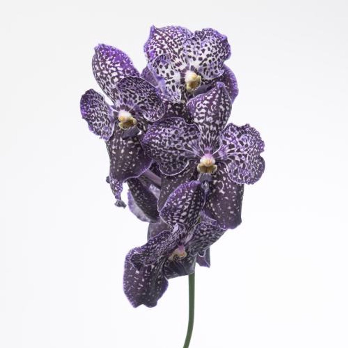 16x Vanda sun.jeff leatham