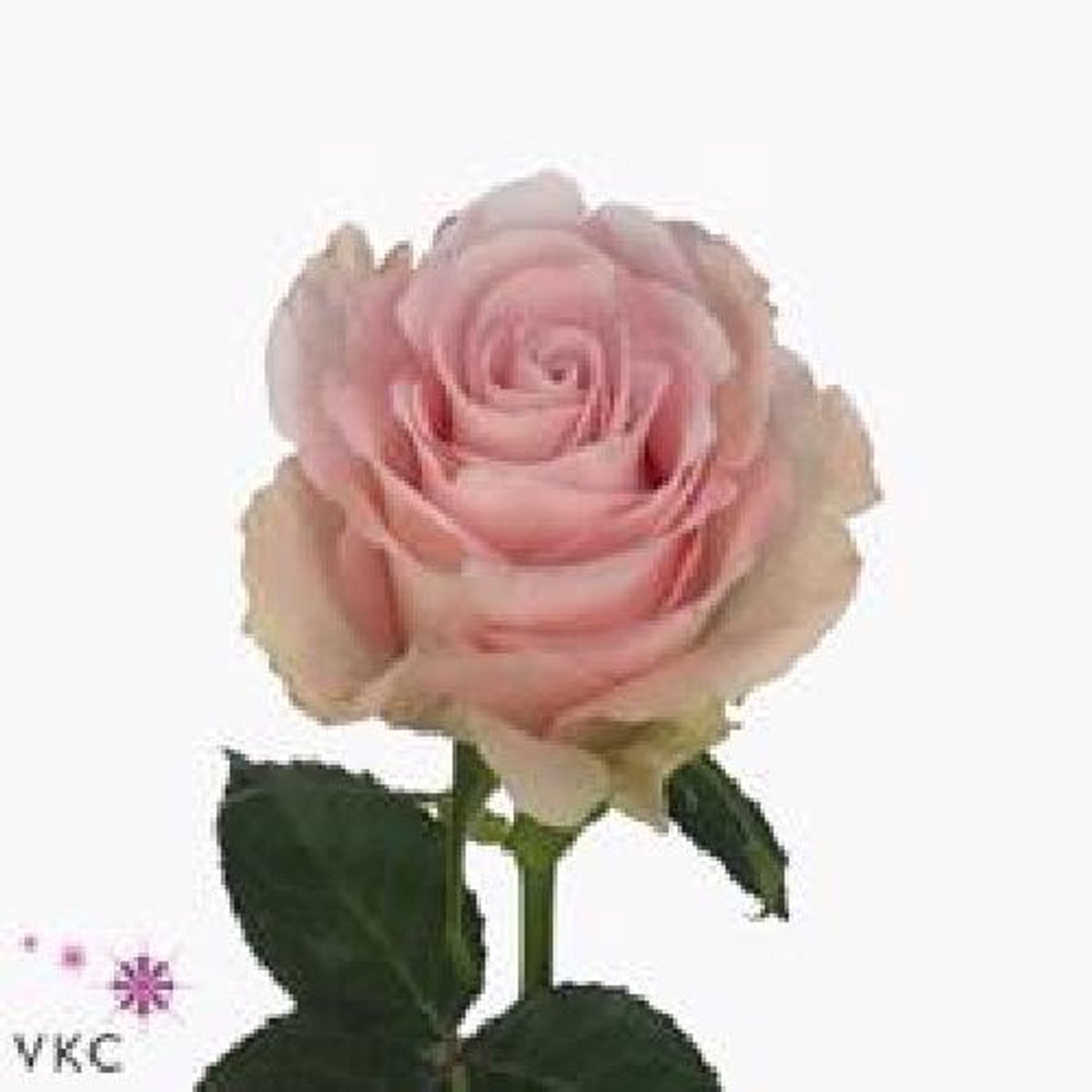 20x Rosa bisou 40cm