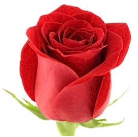 10x Rosa freedom 50cm | bol