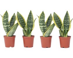 Plant in a Box - Sansevieria Laurentii - Set van 4 - Makkelijke Kamerplant - Vrouwentong - Pot 12cm - Hoogte 30-40cm