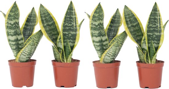 Sansevieria collectie van Bol.