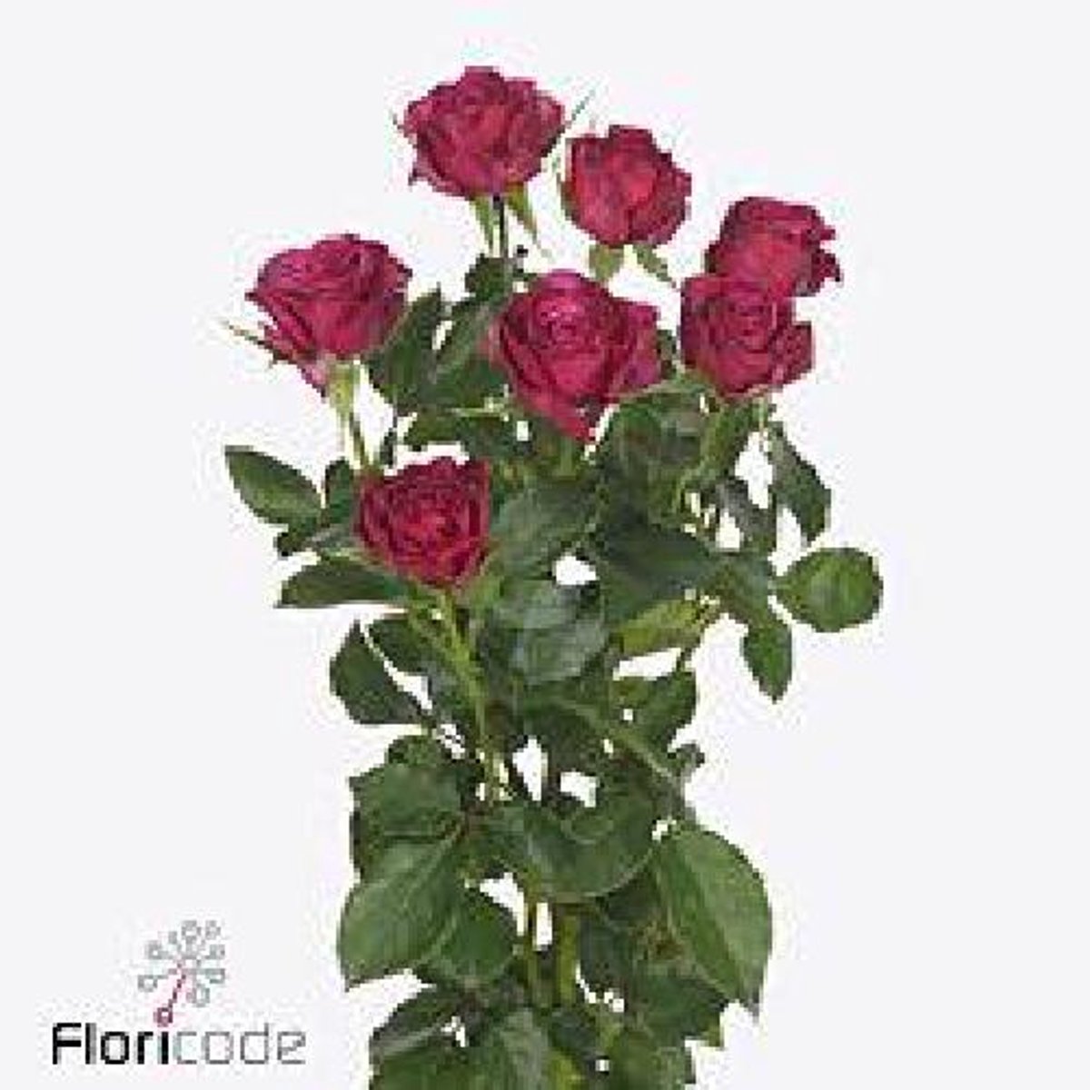 10x Rosa cheyenne 40cm