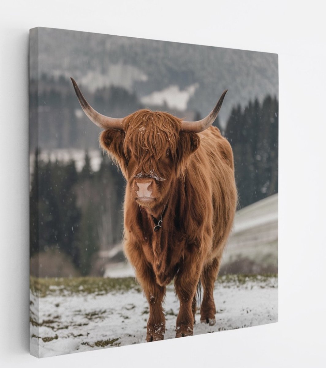 Saammp Canvas Schilderij - 2 Schotse Hooglander Koeien in de sneeuw - Dieren - Natuur - 40x40 - Foto op canvas - Wanddecoratie - muurdecoratie Woonkamer - Slaapkamer decoratie - Canvas Print Multicolor