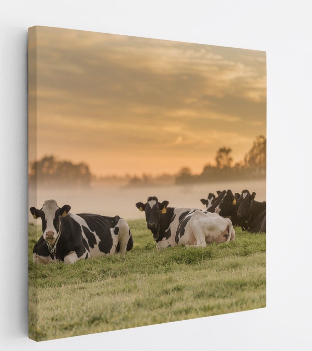 Saammp Canvas Schilderij - Groep koeien in de mist - Nederland - Dieren - 40x40 - Foto op canvas - Wanddecoratie - Muurdecoratie Woonkamer - Slaapkamer decoratie - Canvas Print Multicolor