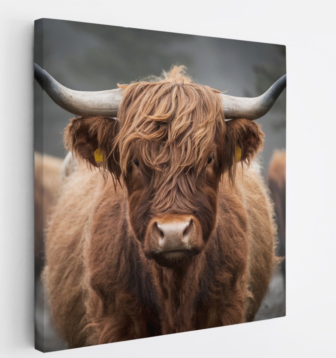 Saammp Canvas Schilderij - Schotse Hooglander Koe - Portret - Natuur - Dieren - 30x30 - Foto op canvas - Wanddecoratie - Muurdecoratie Woonkamer - Slaapkamer decoratie - Canvas Print Multicolor
