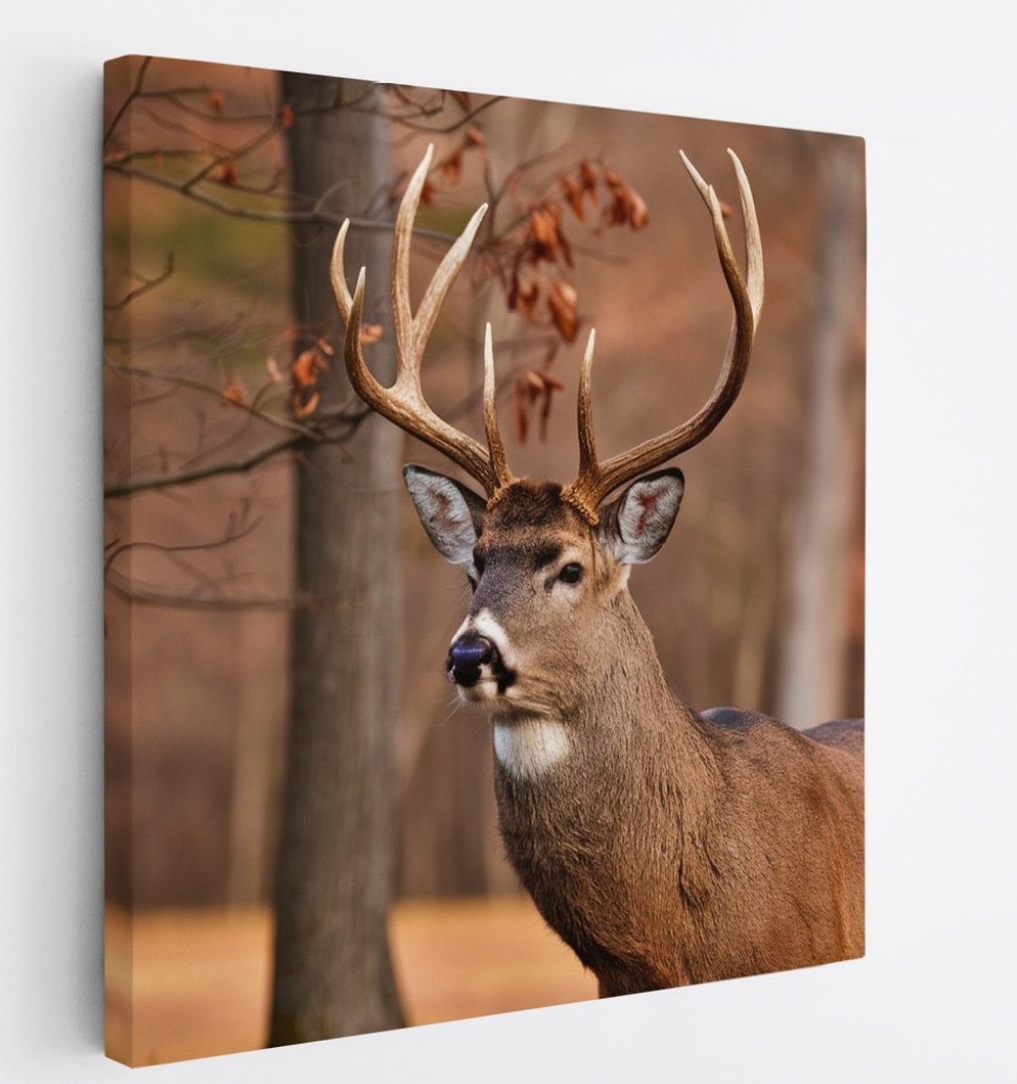 Saammp Canvas Schilderij - Hert - Portret - Bos - Natuur - Dieren - 30x30 - Foto op canvas - Wanddecoratie - Muurdecoratie Woonkamer - Slaapkamer decoratie - Canvas Print Multicolor