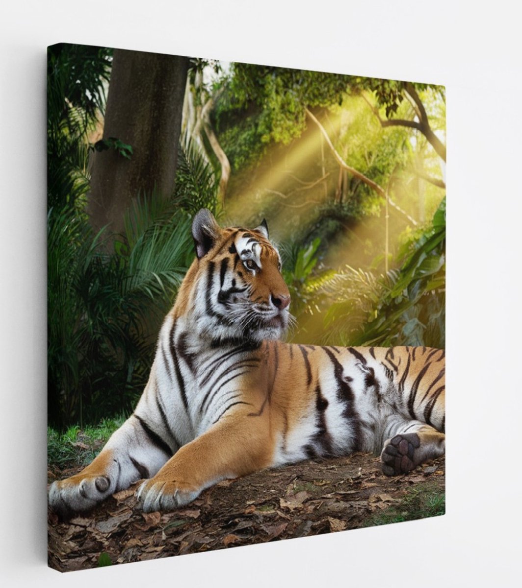 Saammp Canvas Schilderij - Tijger in de zon - Natuur - Dieren - 30x30 - Foto op canvas - Wanddecoratie - muurdecoratie Woonkamer - Slaapkamer decoratie - Canvas Print Multicolor