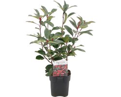 Haagplanten - Photinia fraseri Red Robin - groen rood - 6 planten - 1 strekkende meter - groenblijvend - pot 17cm hoogte 50cm