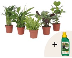 Plant in a Box - Luchtzuiverende kamerplanten - Pokon - Mix van 5 stuks - Pot 12cm - Hoogte 25-40cm