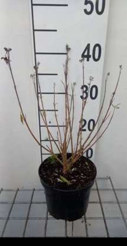 2 x Caryopteris clan. 'Kew Blue' - Spirée bleue, fleur barbue, lilas d'automne C1,5 cm en pot