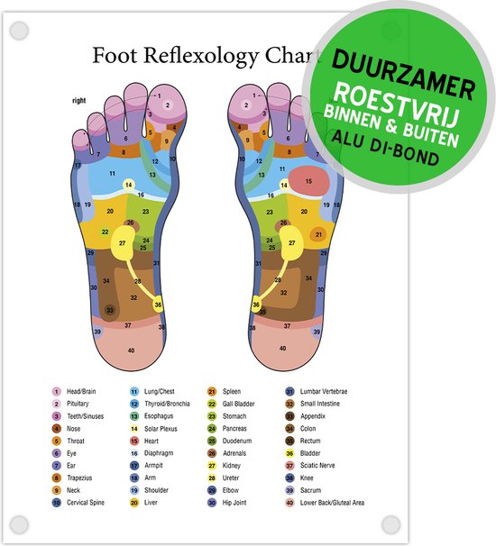 Wandbord Dibond + boorgaten | "Foot Reflexology Chart" | 30 x 40 cm | Engels | Voetreflexologie | Voeten | Poster | Decoratie | Menselijk Lichaam | 1 stuk