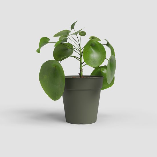 3x Pot de fleurs Artevasi Madagascar 7,5 cm - Vert foncé | Compact et durable - Exclusivement chez Succulux