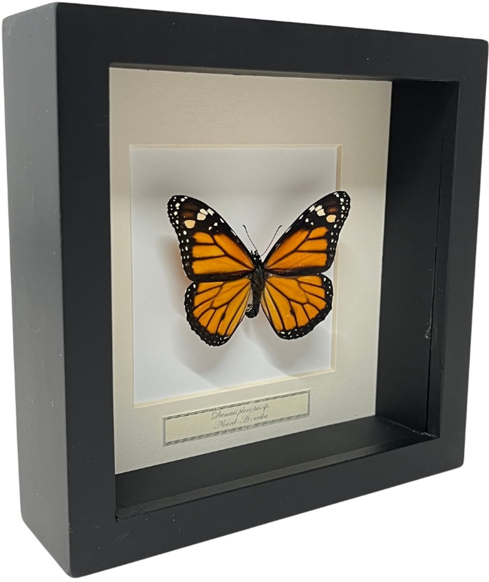 Opgezette Monarch vlinder in zwarte lijst 16x16cm - Danaus Plexippus