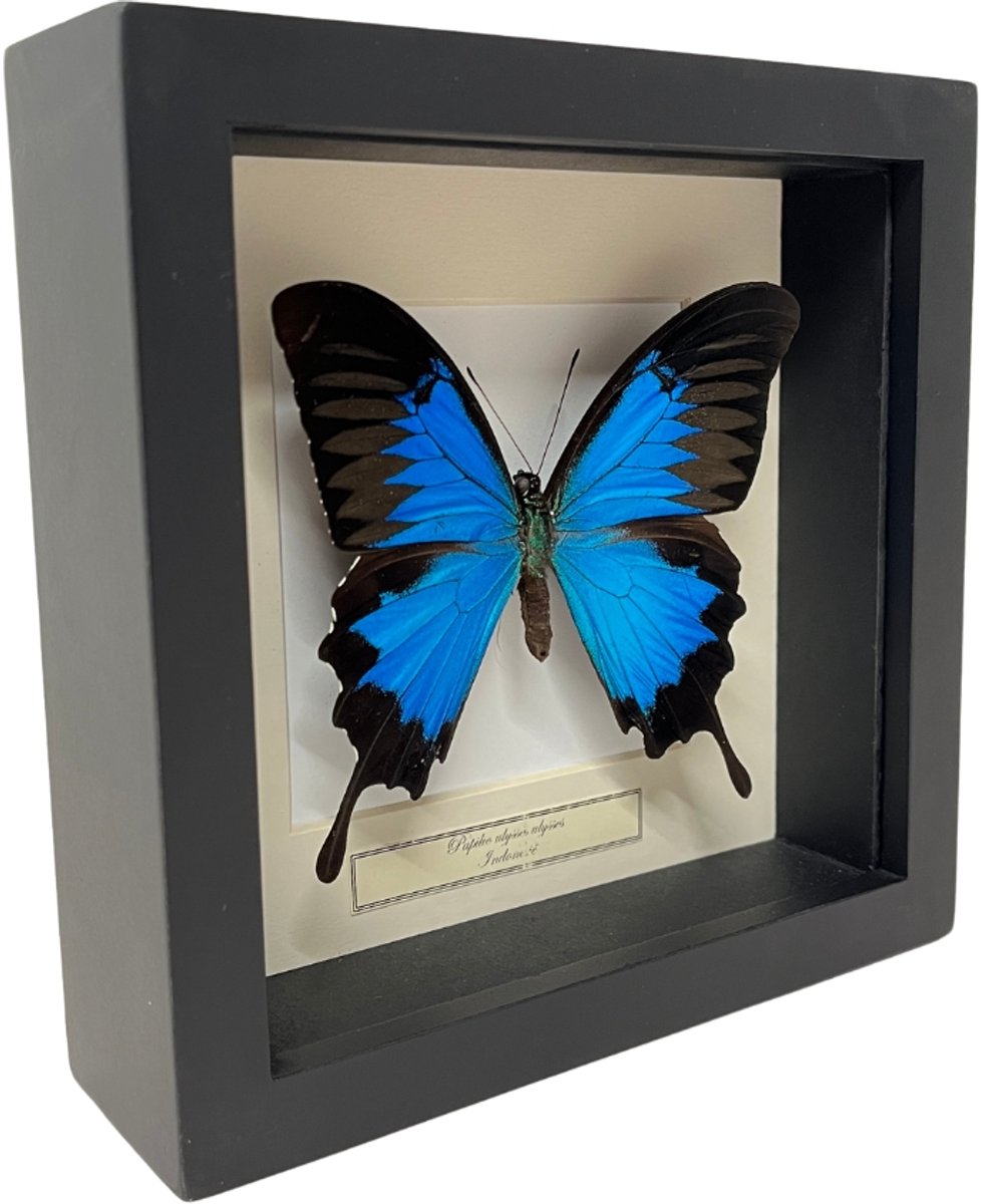 Opgezette vlinder in zwarte lijst 16x16cm - Papilio Ulysses Ulysses