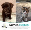 Een bruine puppy en een schildpad kitten, met tekst over donaties aan Stichting Modestos.
