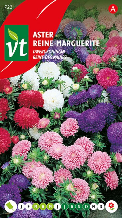 Aster Dwergkoningin
