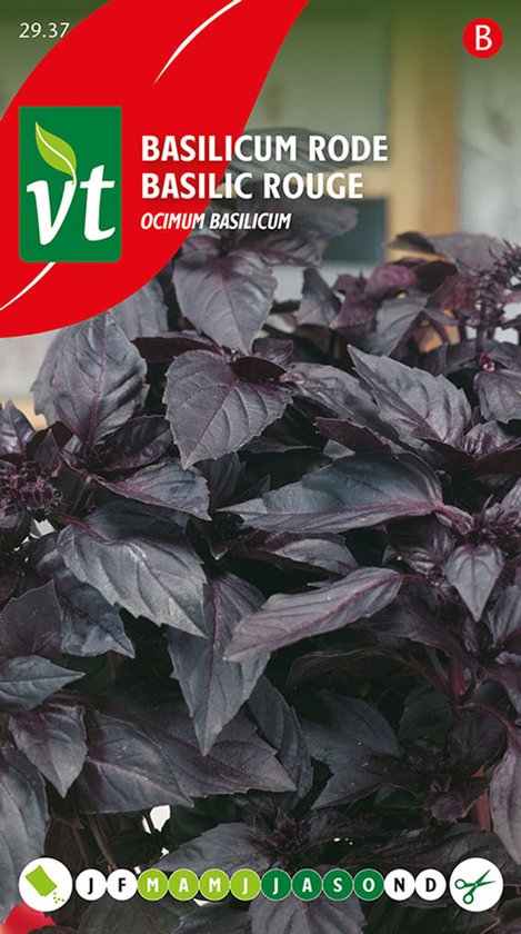 Basilicum rode zaden - Dieprode basilicum voor kleur en smaak in Italiaanse gerechten