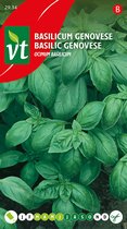 Basilicum Genovese (Ocimum basilicum) - Pittige basilicum met munt- en anijsaccenten