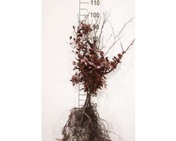 10 x Fagus sylv. 'Atropunicea' - Rode beuk 40- 60 cm blote wortel