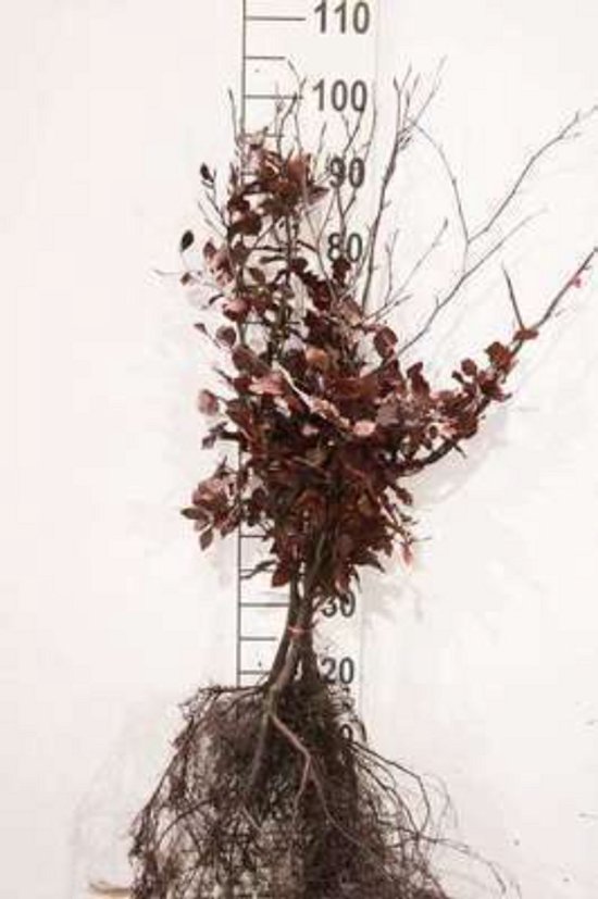 10 x Fagus sylv. 'Atropunicea' - Rode beuk 40- 60 cm blote wortel