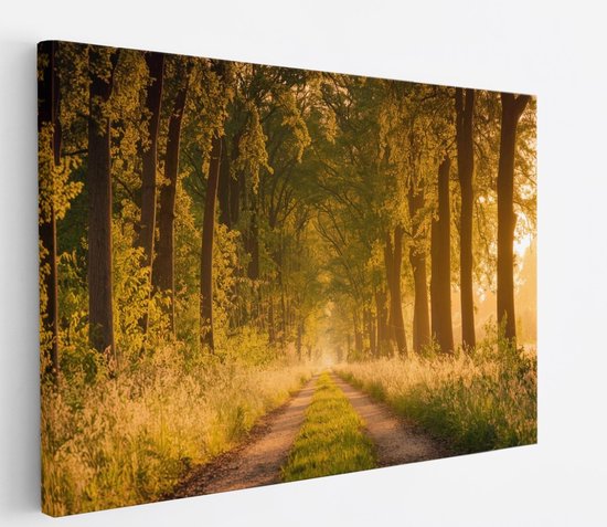 Saammp Canvas Schilderij - Weg door het bos - Nederland - Landschap - Natuur - 150x100 - Foto op canvas - Wanddecoratie - Muurdecoratie Woonkamer - Slaapkamer decoratie - Canvas Print