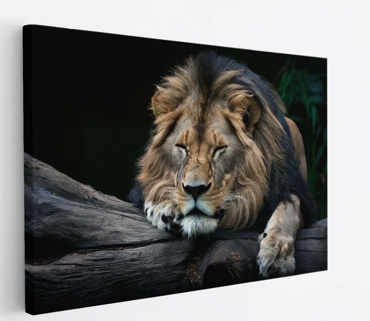 Saammp Canvas Schilderij - Leeuw op boomstronk - Dieren - Natuur - 50x40 - Foto op canvas - Wanddecoratie - Muurdecoratie Woonkamer - Slaapkamer decoratie - Canvas Print Multicolor