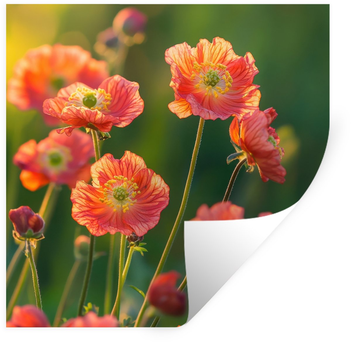 Muurstickers - Sticker Folie - Bloemenveld - Zonnestralen - Oranje - 100x100 cm - Plakfoli