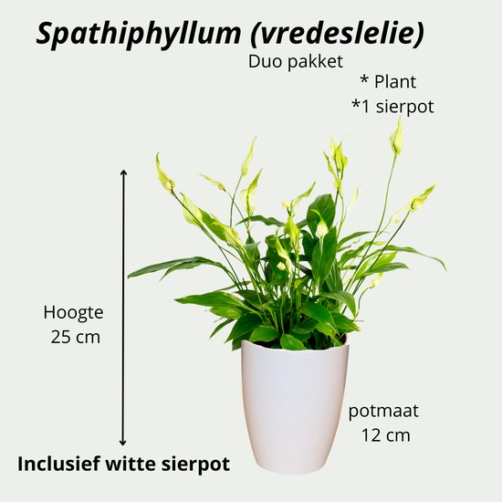 Spathiphyllum Vredeslelie -25cm -Ø12 Groene Kamerplant incl. witte sierpot
