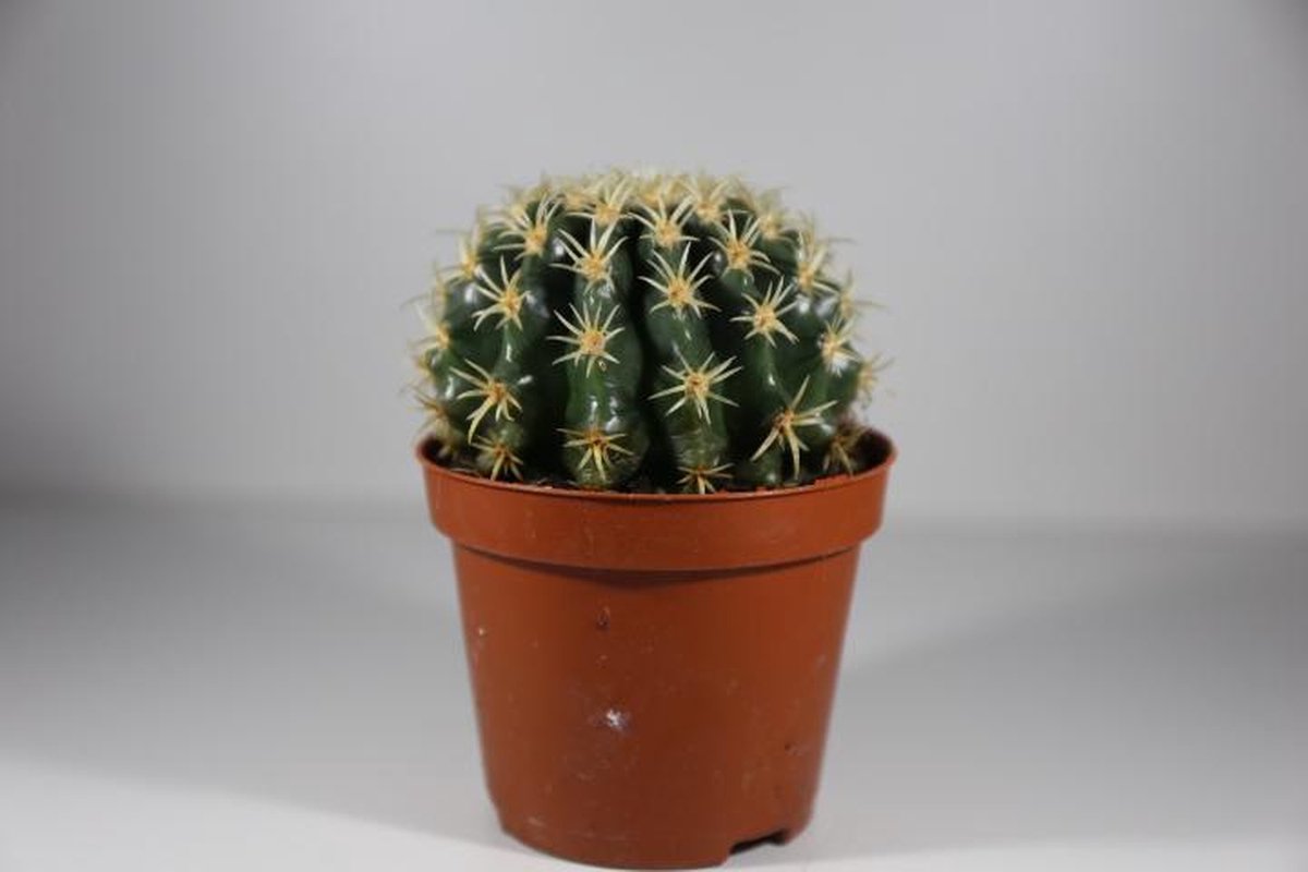Succulux Echinocactus – Potmaat 8,5 cm