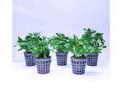 Aquabetta Aquarium Planten Set LAP-012 – 5 Aquariumplanten – 5x Hygrophila polysperma – Decoratie – Set met 5x Hygrophila polysperma