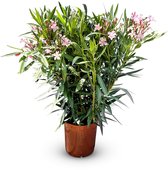 Sunny Tree - Plant - Oleander- Nerium Oleander - Hoogte 80-100 cm - Kleur Roze - Buitenplant