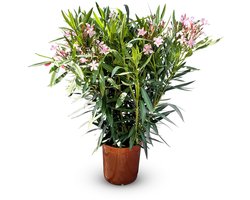 Sunny Tree - Plant - Oleander- Nerium Oleander - Hoogte 80-100 cm - Kleur Roze - Buitenplant