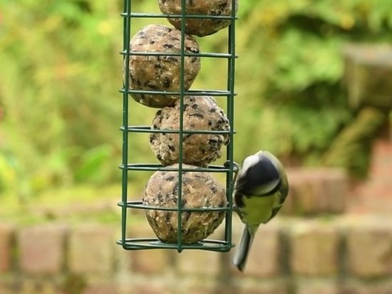 CJ Wildlife 50st Vetbollen voor Vogels - Aanbevolen door Vogelbescherming Nederland - Mezenbollen zonder Net - 80 gram per bol - Vogelvoer Buitenvogels - Energierijk Tuinvogelvoer