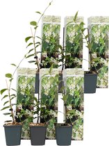 Plant in a Box - Toscaanse Jasmijn Set van 6 - Witte sterjasmijn tuinplanten - Pot 9cm - Hoogte 25-40cm