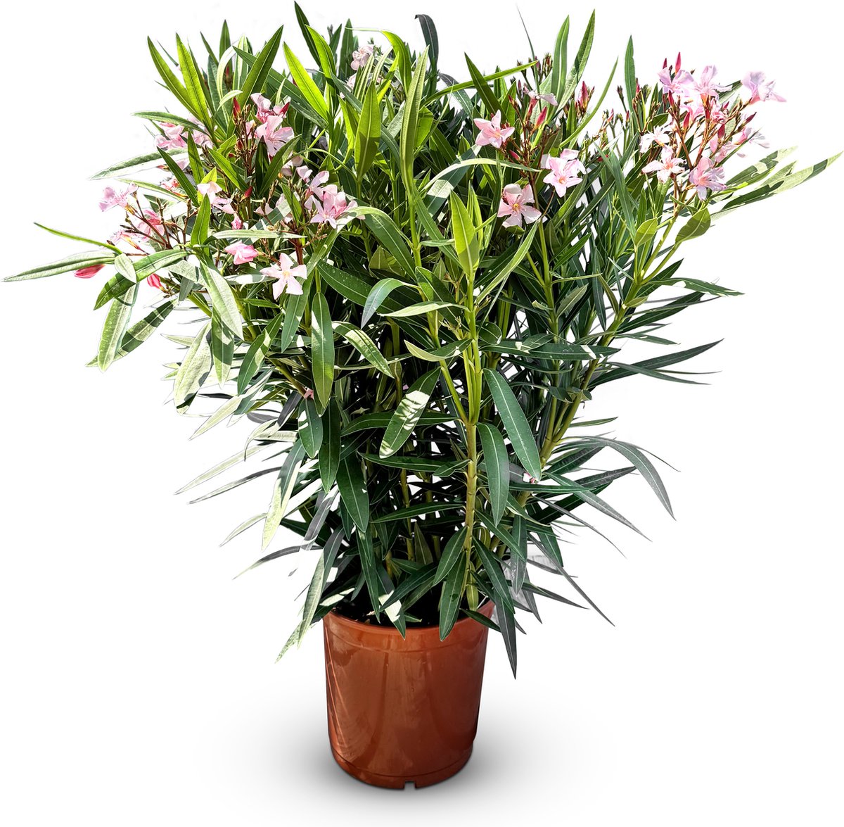 Sunny Tree - Plant - Oleander- Nerium Oleander - Hoogte 140-160 cm - Kleur Roze - Buitenplant