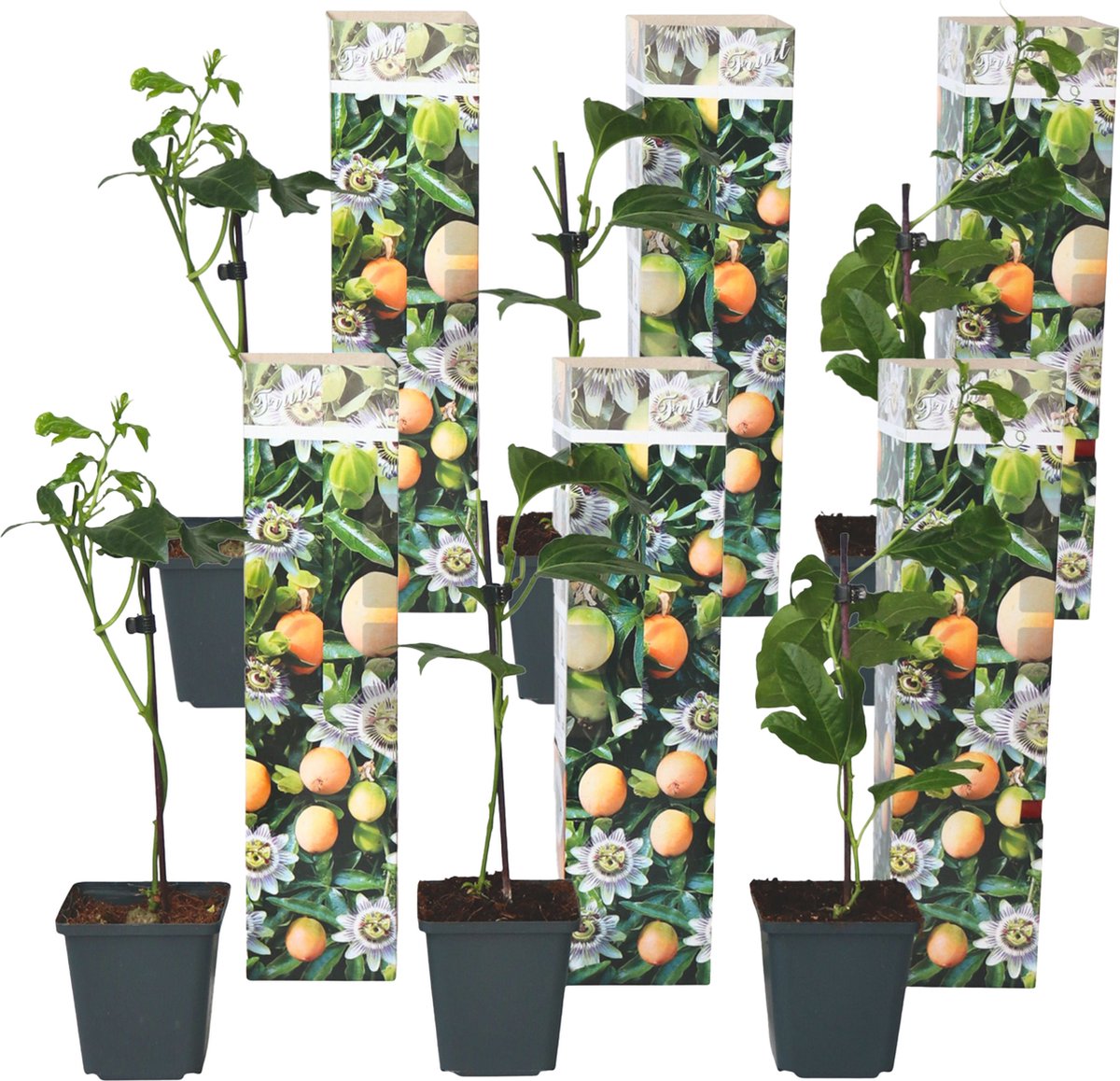 Plant in a Box - Set van 6 Passiflora Edulis - Passievrucht - Klimplant - Pot 9cm - Hoogte 25-40cm