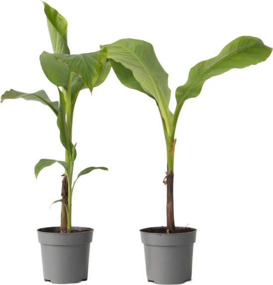 Twee jonge bananenplanten met groene bladeren in grijze potten.