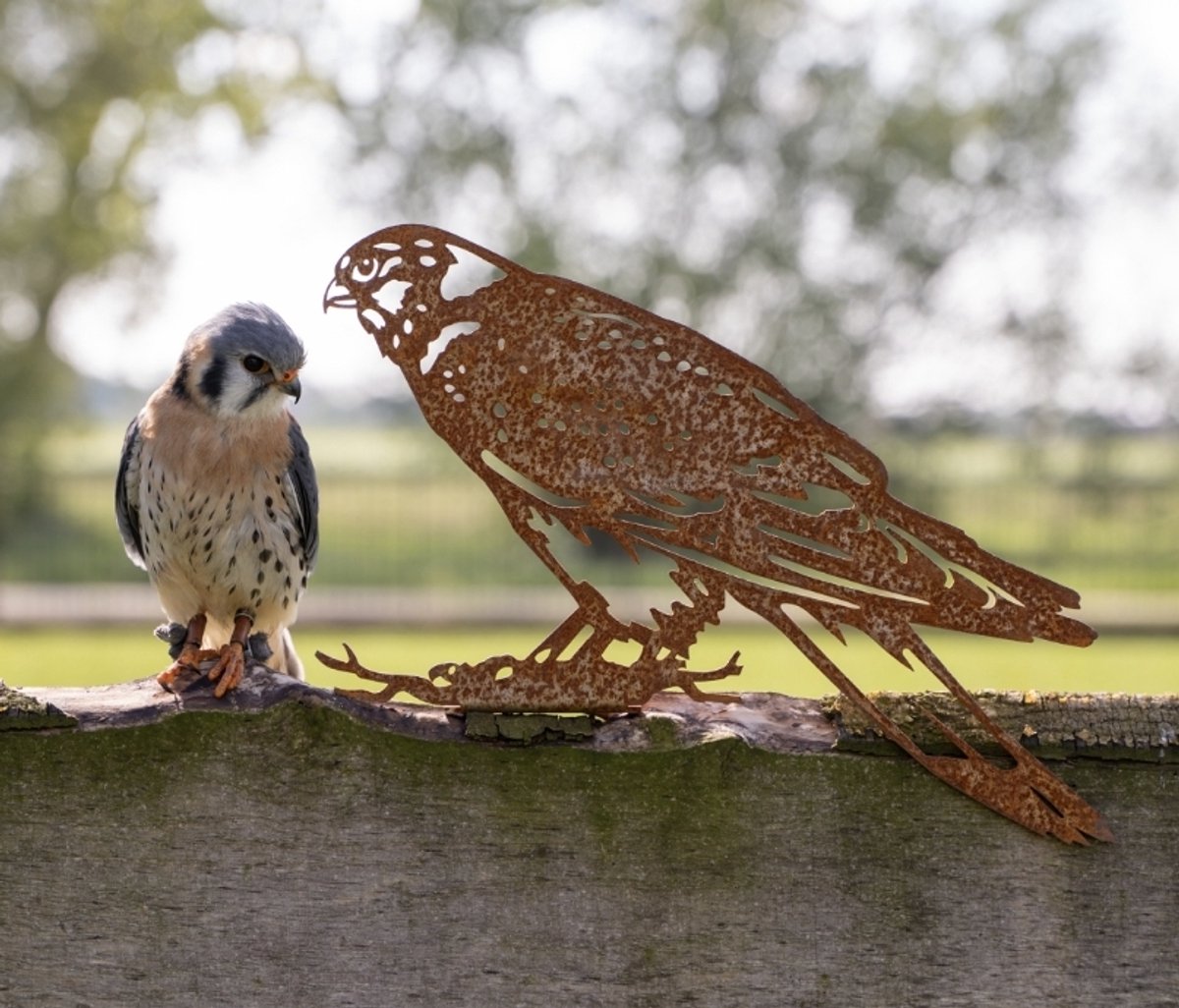 Valk - Metalen vogel - Cortenstaal - NL Fabrikaat