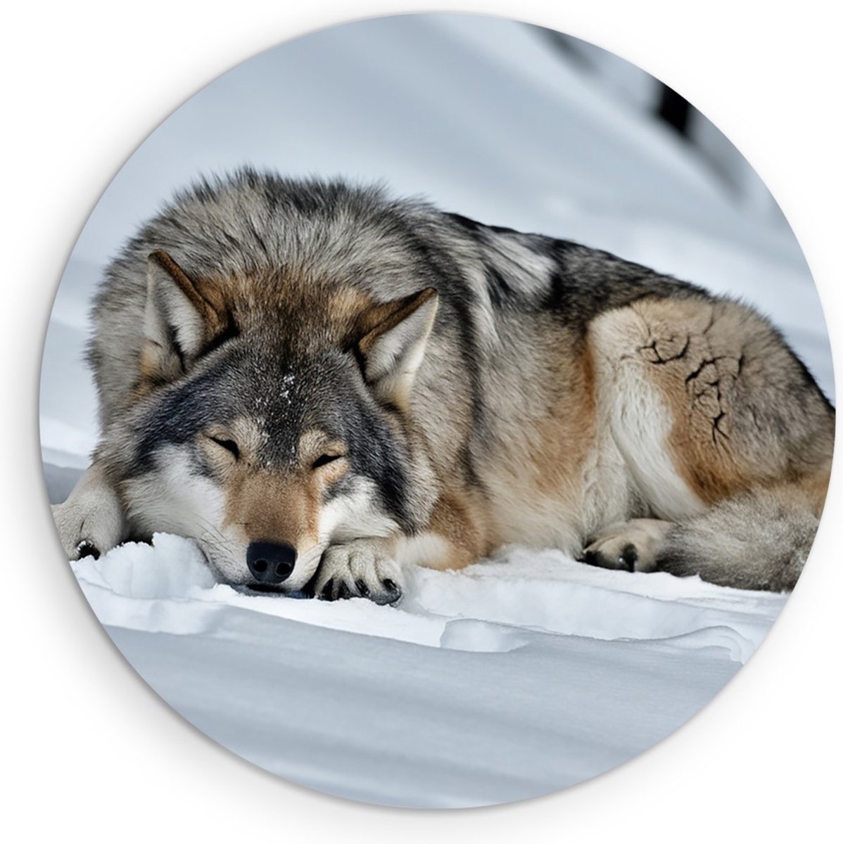 Saammp Forex Muurcirkel - Wolf in de sneeuw - Dieren - Natuur - Ø 40 - Wandcirkel - Wanddecoratie Cirkel - muurdecoratie Woonkamer - Slaapkamer decoratie - Rond Schilderij