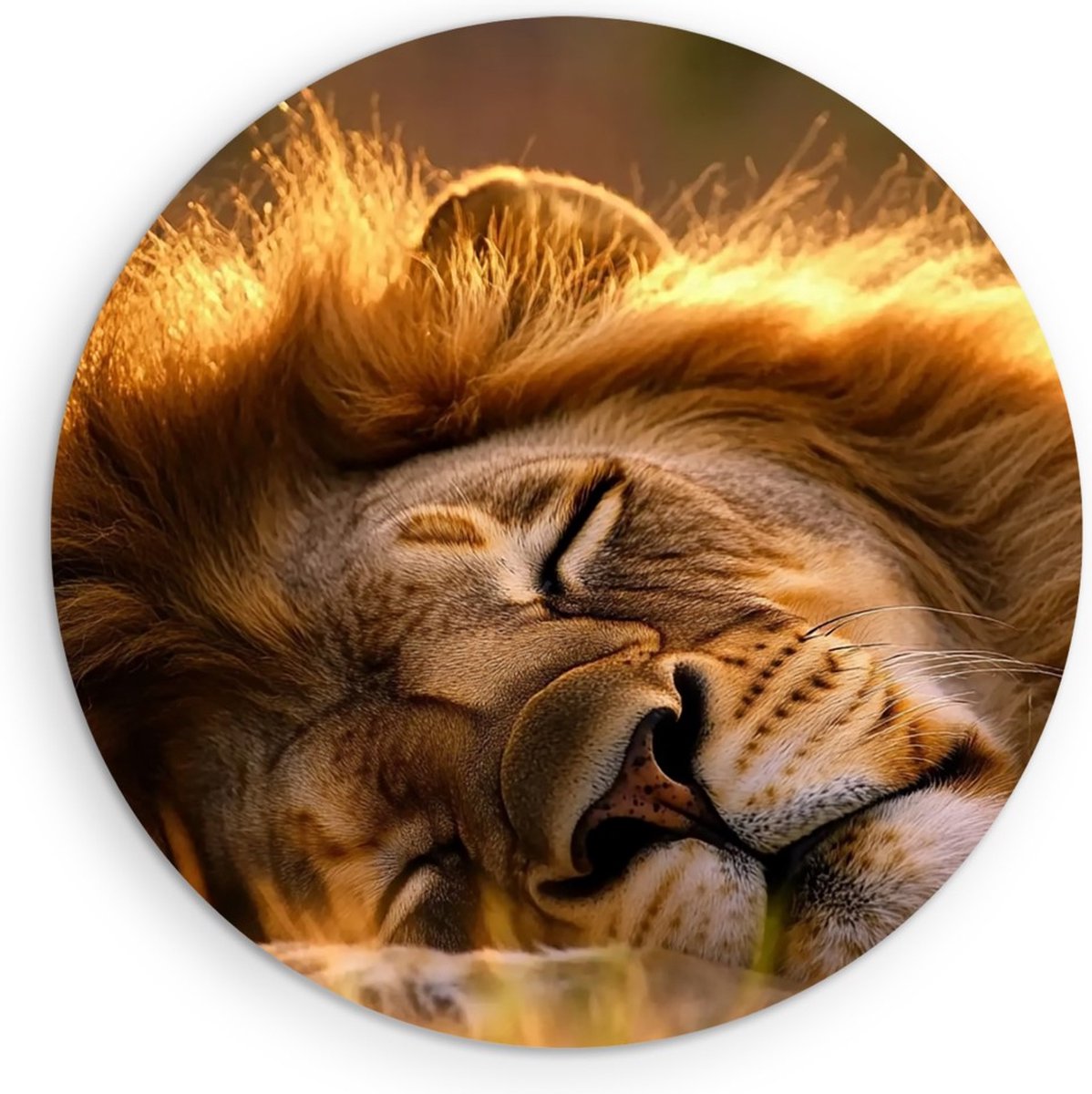 Saammp Forex Muurcirkel - Slapende Leeuw in zonsondergang - Dieren - Natuur - Ø 70 - Wandcirkel - Wanddecoratie Cirkel - Muurdecoratie Woonkamer - Slaapkamer decoratie - Rond Schilderij