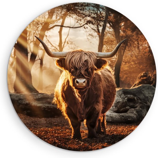 Saammp Forex Muurcirkel - Schotse Hooglander Koe in een bos met zonsondergang - Dieren - Natuur - Ø 60 - Wandcirkel - Wanddecoratie Cirkel - muurdecoratie Woonkamer - Slaapkamer decoratie - Rond Schilderij