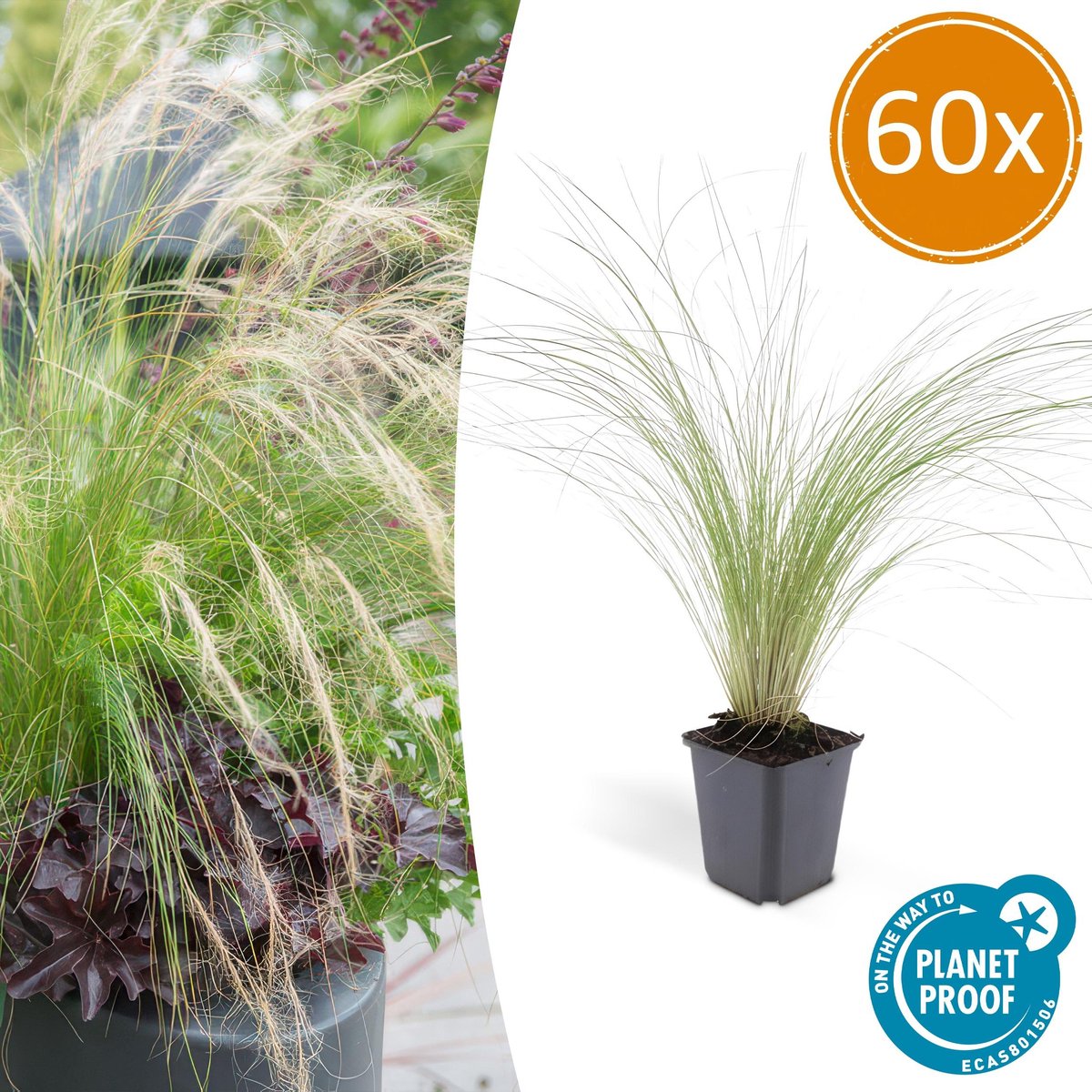 Tuinplantenshop.com | Stipa tenuissima 'Ponytails' | 60 stuks - Ø9cm - 10-25cm hoog - Tuinplant