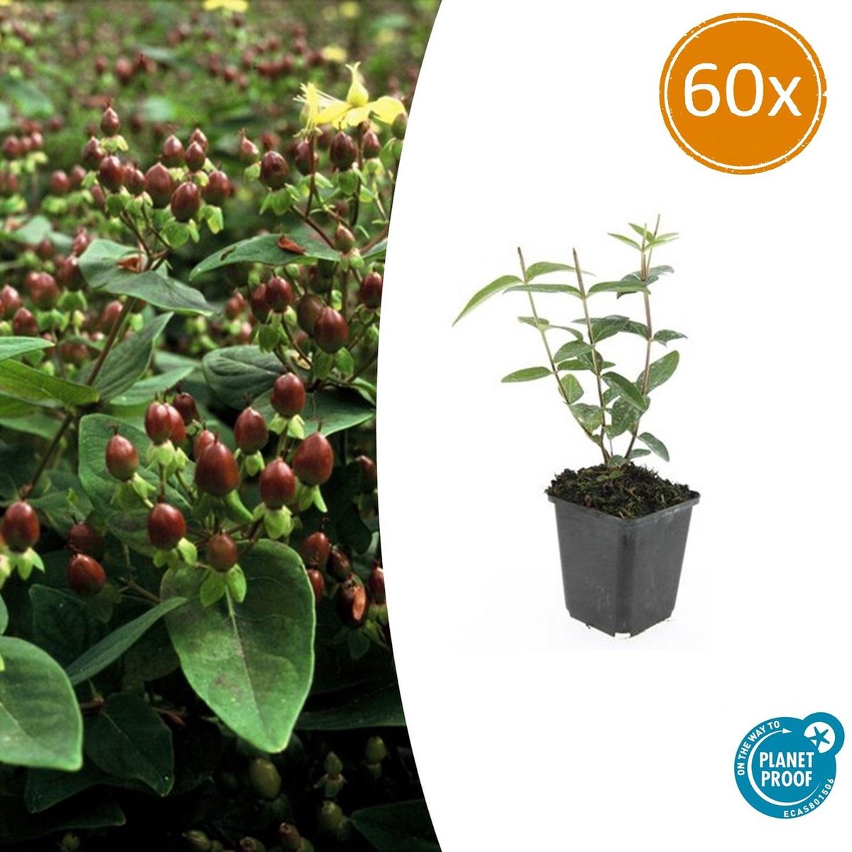 Tuinplantenshop.com | Hypericum inodorum 'Rheingold' | 60 stuks - Ø9cm - 10-25cm hoog - Tuinplant