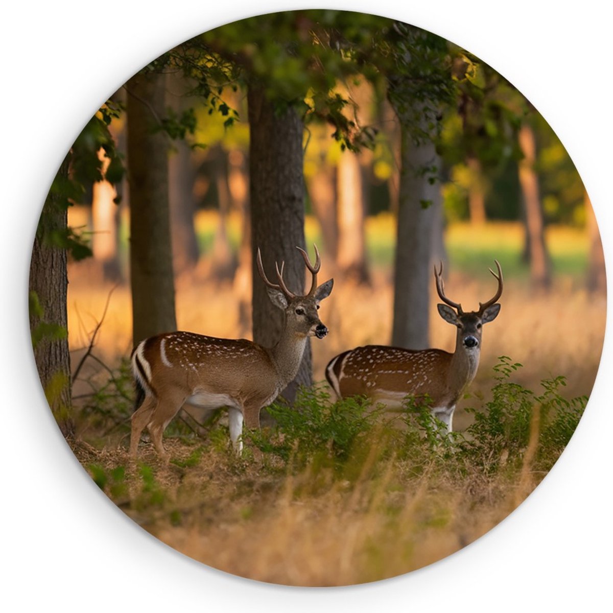 Saammp Muurcirkel Hout - 2 jonge herten - Natuur - Dieren - Ø 80 - Wandcirkel - Wanddecoratie Cirkel - Muurdecoratie Woonkamer - Slaapkamer decoratie - Rond Schilderij